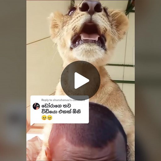 Reply to @shanshenuu #Dora #lion #ridiyagama_safari #ඩෝරා #foryou #foryourpage #fyp #trend #fypシ #thelioncub #dorasfriend #virall #viral #srilanka #හම්බන්තොට_අපි