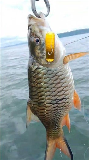 #fishing #mancing #mancingmania