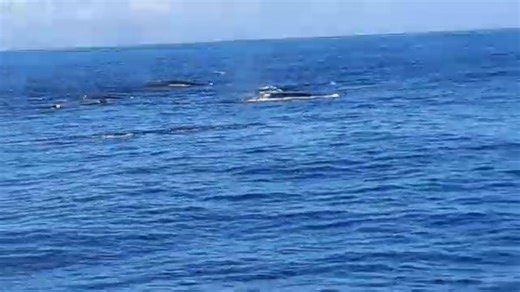 73K views · 1.1K reactions | n Spesiale ervaring Archie van der...