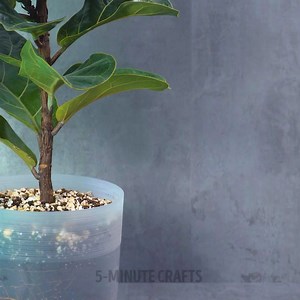 632K views · 2.6K reactions | Turn your apartment into a real botanical garden with 5 minute plants hacks 華 | 5-Minute Crafts | Facebook