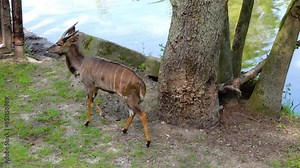 Lowland nyala or simply nyala (Tragelaphus angasii), is spiral-horned antelope native to southern Africa. It is species of family Bovidae and genus Nyala, also considered to be in genus Tragelaphus.