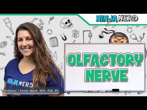 Olfactory Nerve