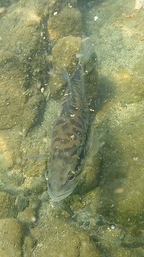 2.3K views · 31 reactions | Never a dull dive in Lake Natoma! #scuba #scubadiving #fish #bass #crayfish | Merman Mike | Facebook