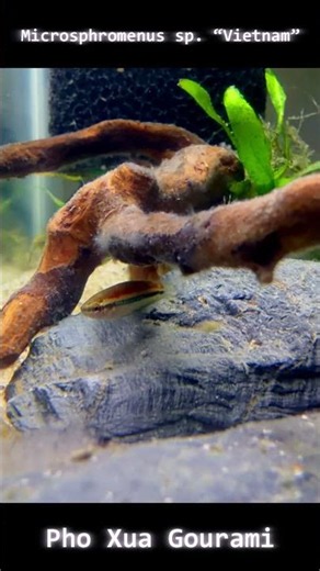 The New Vietnamese Gourami Is Surprisingly Easy - Microsphromenus sp. “Vietnam