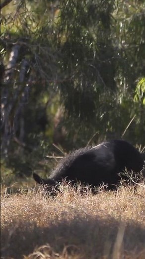 Feral Boars Fighting For Dominance - Spotted Safaris