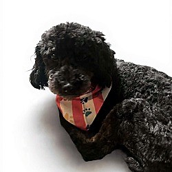 Georgetown, CA - Poodle (Miniature). Meet Shadow a Pet for Adoption - AdoptaPet.com