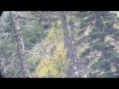 Wyoming High Country mule deer down