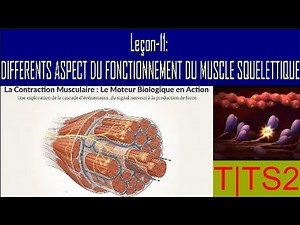 Lesson 11: Different Aspects of Skeletal Muscle Function | TS2