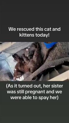 Mom and 3 rescued! She actually had 4, but 1 was stillborn. The homeowner has a nice shelter set up on her porch, but it’s indoors life for now on! *99.99999% of our content is on FB & Insta, follow us there!*
