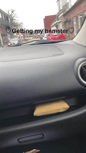 Ig i could better get him by a breeder but parents said it to expensive #hamstergang #hamsters #hamsteroftiktok #gettinghamster #hamsters #hamster