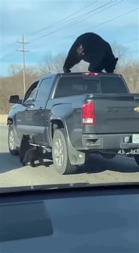 Bears Climb Over Truck While Crossing Interstate PINE VALLEY, USA — Drivers on a busy interstate were stunned Tuesday morning when two bears were seen climbing over a stopped truck while attempting to cross the highway, authorities said. The incident occurred around 8:10 a.m. on Interstate 90 near mile marker 212 as traffic slowed due to construction and light fog. According to Pine Valley State Police, the bears emerged from a wooded area along the shoulder and attempted to cross the roadway, b