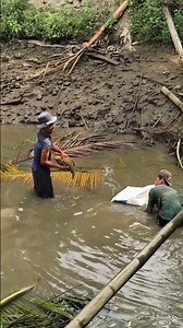 panen ikan gurame super #panen #ikangurame