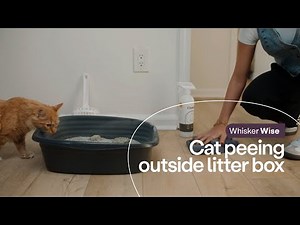 Cat Peeing Outside the Litter Box? Here's Tips to Fix It