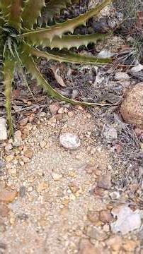 #do #nordeste #o #maior camuflador#a curuja de lageiro olhando normal não ver