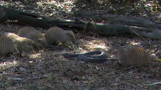 Mongooses have been known to attack – and eat – some of the most feared snakes on the planet. So how does this otherwise innocuous-looking furball do it? | National Geographic UK