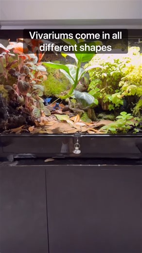 Dustin on Instagram: "Vivariums shapes and sizes! #fyp #bioactive #reels #vivarium #terrarium #instareel #poisondartfrog #instagramreel #foryoupage #indoorecosystem #paludarium #exoticpets #natureinspired #natureindoors #plants #livingart #aquascape #indoorgarden #plantedtank"