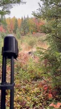 its rainy and windy day #bowhunting2025 #moosehunt #moosehunter #canada #quebec