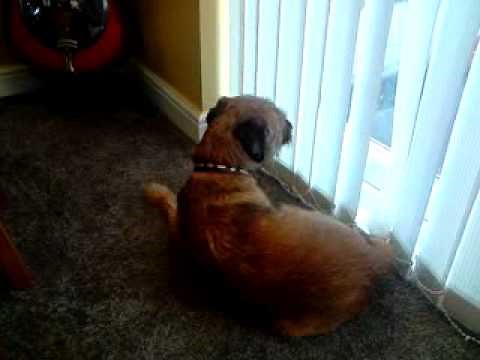 Canine Epileptoid Cramping Syndrome (CECS)