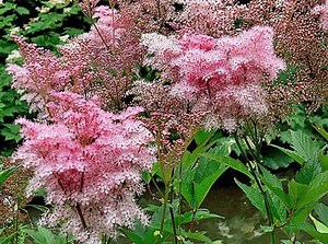 Filipendula Rubra | Queen of the Prairie | 20 Seeds - Etsy