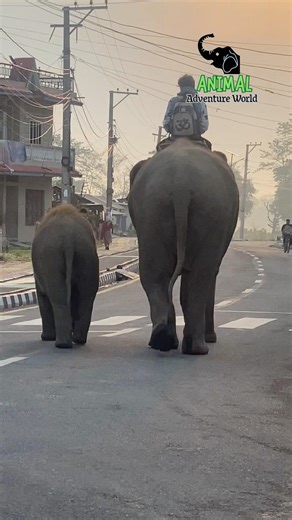 Punti running so fast #elephant #babyelephant #elephantslover #wildliferescue