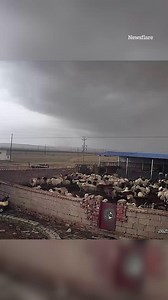 Sheep instinctively huddle together as tornado hits | The Sun
