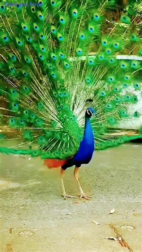 🦚 Mor Ka Dance 😱 National Bird Ki Khubsurati#birds #peacockdance #shorts