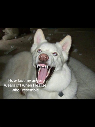 #relatablevideos #fypシ゚viral🖤tiktok #anger | anger