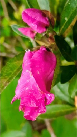 Encore Azalea Rhododendron Autumn Royalty 🌷🌷 #shorts #azaleas #flowers #nature #youtubeshorts