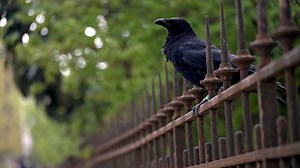 Crow, Bird, Animal. Free Stock Video