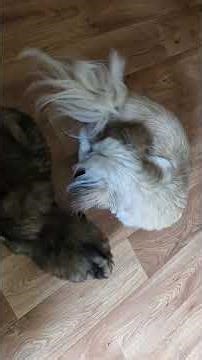 kosmetique (girl) & Kryptonite ( small boy) the 2 golds with Mum. 2 other pups in playpen barking