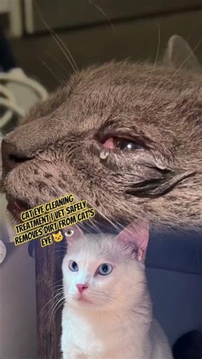 Cat Eye Cleaning Treatment | Vet Safely Removes Dirt from Cat’s Eye 🐱👁️ #animalrescue #cat