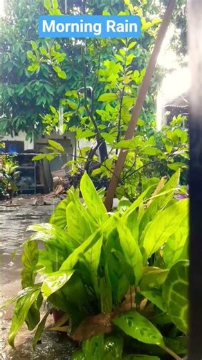 Morning rain #ambience #relax #rain