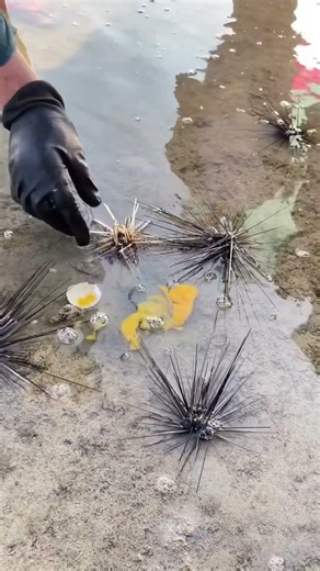 What Do Sea Urchins Eat? Watch This!