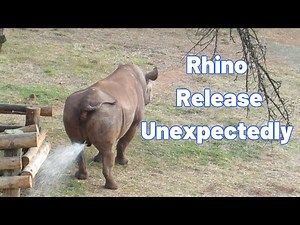 Big Male Rhino Peeing In Public And Marking His Territory But Captured On Camera.