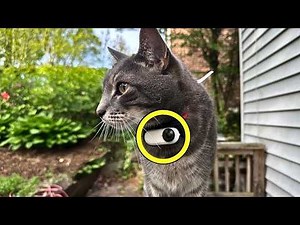Cat Comes Home With Camera Collar - Owners Burst Into Tears When They See The Footage
