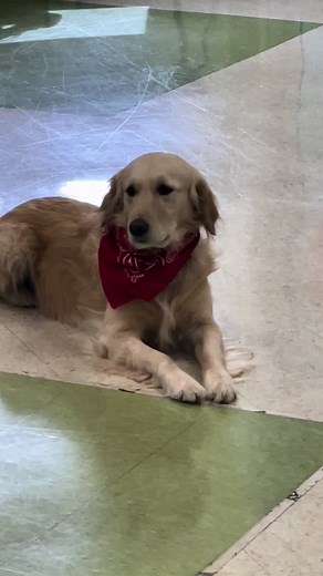 Struttin’ into the Weekend with Down Syndrome Dog | Louisville Down Syndrome