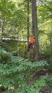 65K views · 577 reactions | Some walk the line, arborists walk the rope.  #RopeWalking : @craigstree_services #Sherrilltree #Arborist #TreeCare | Sherrilltree | Facebook
