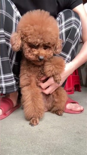 Poodle’s Funniest Day – Amazing & Adorable Moments! 💖🐩 #puppylove #doglovers