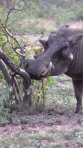 Warthog picking off some fresh shoots early morning #wildlife #animals #nature | Latest Wildlife Sightings