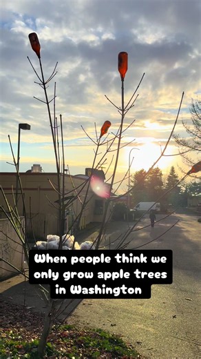 Bonus points if you can guess where these beautiful trees are located. #washington #trees #pnw #beer