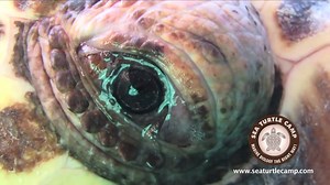 Marine Biology Adventure Camp in NC  Explore coastal habitats from maritime forests to salt marshes to the ocean’s edge! Campers will learn about sea turtles while building their knowledge of marine biology and ocean conservation! 謁 Sign your kids up for the experience of a lifetime! They will even earn community service hours through working at the Karen Beasley Sea Turtle Rescue & Rehab Center.  9th graders - recent high school graduates  | Sea Turtle Camp | Facebook