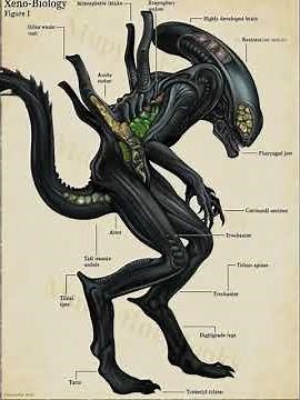 Anatomy of a Xenomorph. #grok