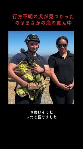 行方不明の犬が見つかったのはまさかの海の真ん中#迷子犬 #犬の救助 #感動実話 #家族再会 #消防士