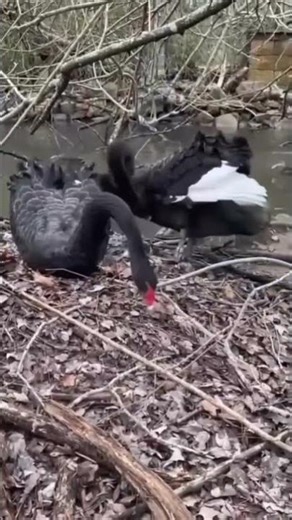 Black Swan flocking each other to defending their nests by the riverside…..#swan #flocking。