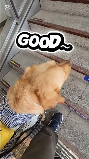 階段への誘導#shorts