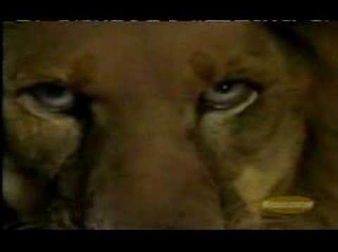 Animorphs - Lion Face Morph