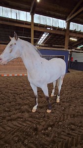 Endo's Word of the Week is "rear" and "kick". He does a capriole this way but seems to go higher in the air when it's warmer weather 😆 He refuses to do both of these for other people. I have a safety lock on the kick cue. I have to be in that position, and rear is said a few times in a row before the kick cue is asked. These are 2 of the 3 tricks I won't help anyone teach their horse. The other is teaching visually impaired horses to jump. | Endo the Blind
