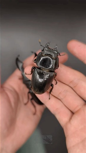 Stag beetle 💕