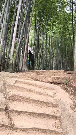 ASMR Windy Day in Lush Bamboo Forest #bambooforest #natureasmr #chinatravel #windsounds