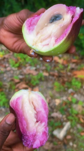 Discover the Heavenly Star Apple in Jamaica